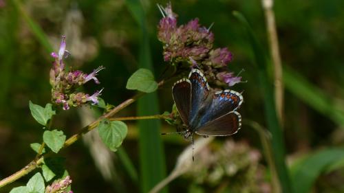 Polyommatus bellargus